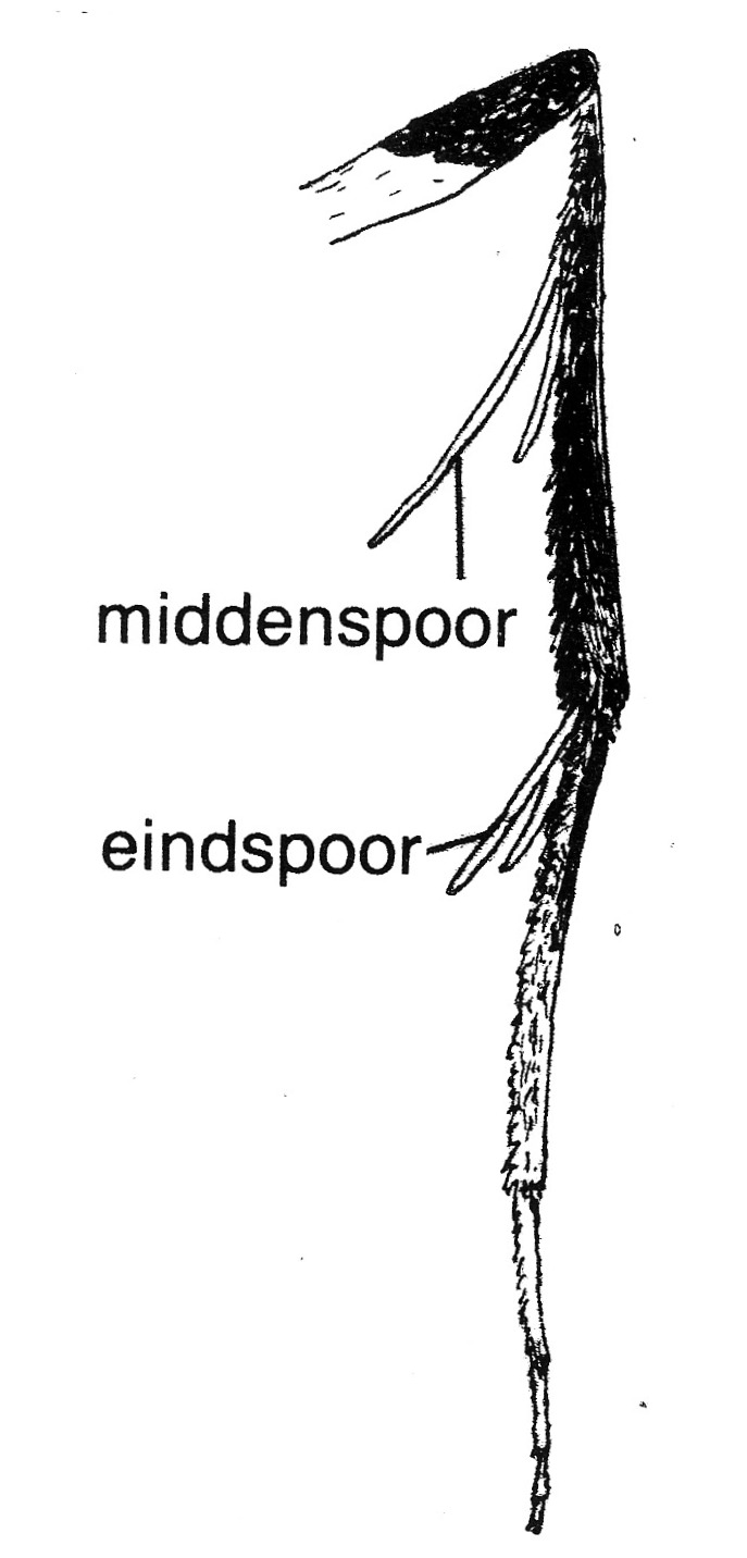 Achterpoot van Caloptilia alchimiella (Gracillariidae).